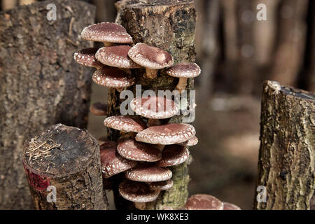 Shiitake Pilze wachsen auf toten Eiche Protokolle Stockfoto