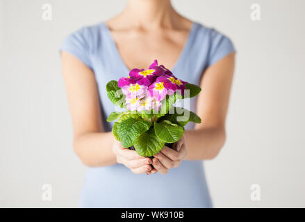 Frauenhand, die Blume im Topf Stockfoto