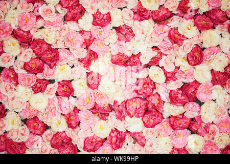 Hintergrund weiß und rosa Pfingstrosen voller Stockfoto
