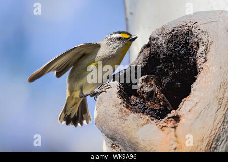 Gestreift (Pardalotus Pardalote striatus), Woodlands Historic Park, Greenvale, Australien Stockfoto