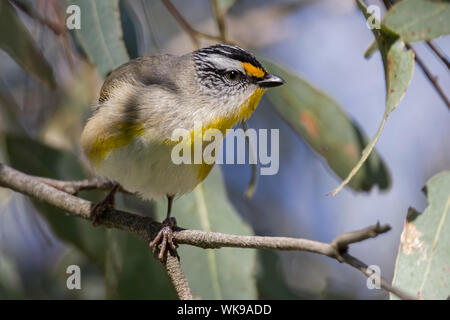 Gestreift (Pardalotus Pardalote striatus), Woodlands Historic Park, Greenvale, Australien Stockfoto