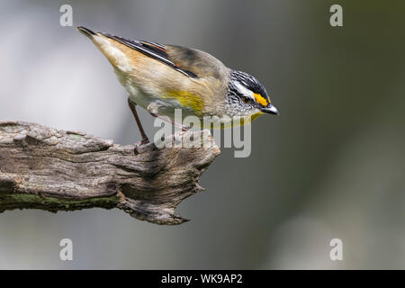 Gestreift (Pardalotus Pardalote striatus), Woodlands Historic Park, Greenvale, Australien Stockfoto