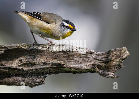 Gestreift (Pardalotus Pardalote striatus), Woodlands Historic Park, Greenvale, Australien Stockfoto