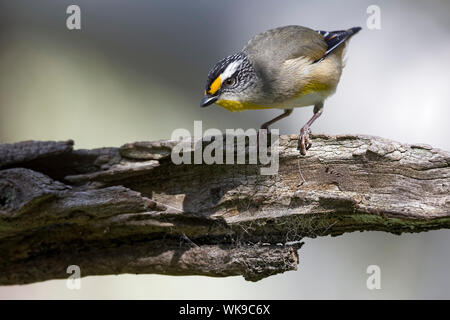 Gestreift (Pardalotus Pardalote striatus), Woodlands Historic Park, Greenvale, Australien Stockfoto