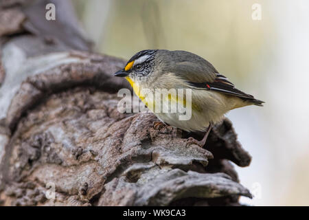 Gestreift (Pardalotus Pardalote striatus), Woodlands Historic Park, Greenvale, Australien Stockfoto