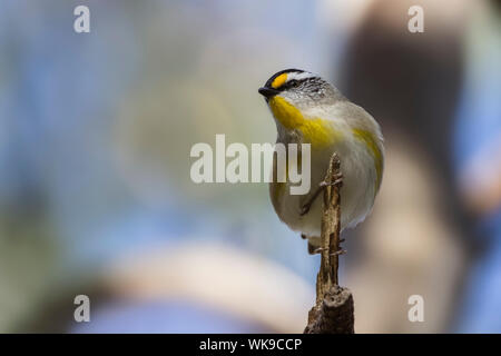 Gestreift (Pardalotus Pardalote striatus), Woodlands Historic Park, Greenvale, Australien Stockfoto