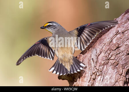 Gestreift (Pardalotus Pardalote striatus), Woodlands Historic Park, Greenvale, Australien Stockfoto