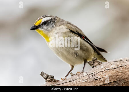 Gestreift (Pardalotus Pardalote striatus), Woodlands Historic Park, Greenvale, Australien Stockfoto