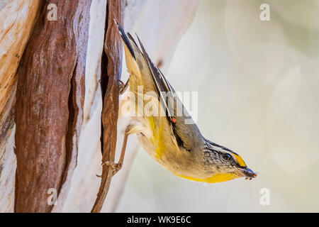 Gestreift (Pardalotus Pardalote striatus), Woodlands Historic Park, Greenvale, Australien Stockfoto