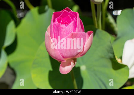 Schönen duftenden rosa Seerose Stockfoto