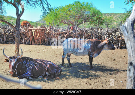 Zwei Nguni Rinder in einem Himba-kraal Stockfoto