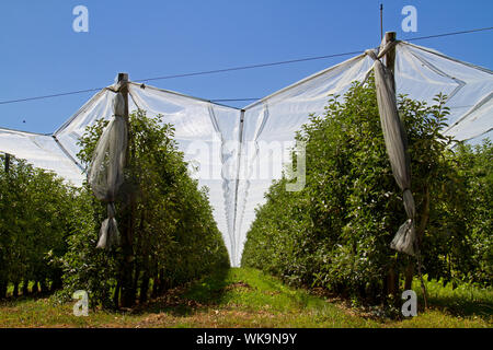 Apple Orchard bedeckt mit anti Hagel net unter blauen Himmel Stockfoto