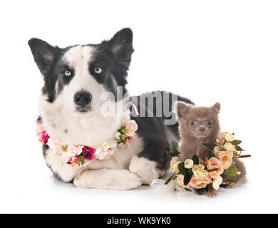 Junge Yakutian Laika und Chihuahua vor weißem Hintergrund Stockfoto