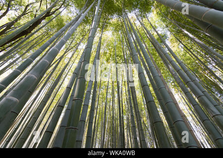 Bambus-Wald mit Sky at Arashiyama, Kyoto, Japan. Stockfoto