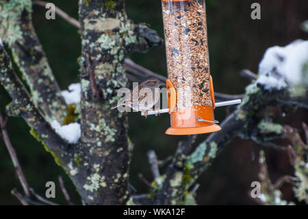 Dunnock (Phasianus colchicus) am Schrägförderer in den Garten im Winter Milngavie, East Dunbartonshire Schottland Stockfoto