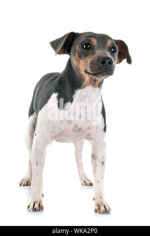 Brasilianischer Terrier vor weißem Hintergrund Stockfoto