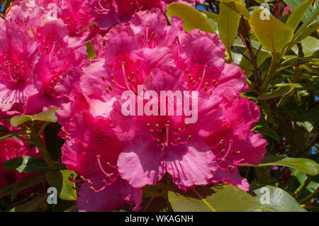 Rhododendron Gardens Milngavie East Dunbartonshire Schottland Stockfoto