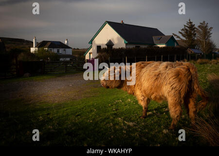 Highland Kuh wandern in einem Dorf Stockfoto