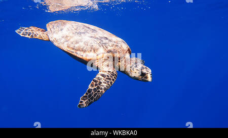 Süße grüne Meeresschildkröte (Chelonia mydas) Schwimmen im tiefen blauen Wasser Reef von Red Sea, Marsa Alam, Ägypten Stockfoto
