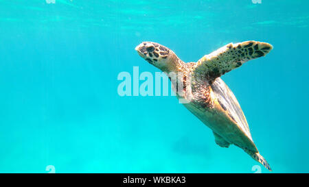 Süße grüne Meeresschildkröte (Chelonia mydas) schwimmen schwimmen im türkisblauen Wasser in einer Lagune von Red Sea, Marsa Alam, Ägypten Stockfoto