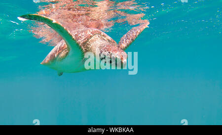 Süße grüne Meeresschildkröte (Chelonia mydas) schwimmen schwimmen im türkisblauen Wasser in einer Lagune von Red Sea, Marsa Alam, Ägypten Stockfoto