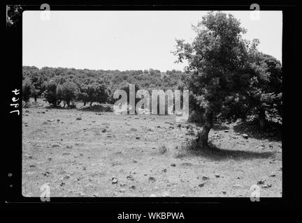 Jebel el-Drusische & Hauran. Eichenwald. Südlich von Soueida Stockfoto