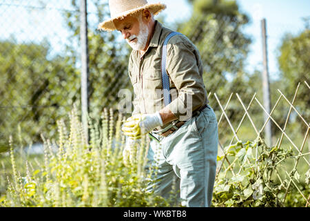 Senior gut gekleideten Mann bei der Arbeit auf einem biologischen Gemüsegarten, sammeln Basilikum Samen. Konzept der Anbau von ökologischen Produkten und aktiven Ruhestand Stockfoto