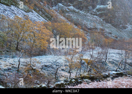 Birken entlang Dundonnell Fluss, Wester Ross Stockfoto