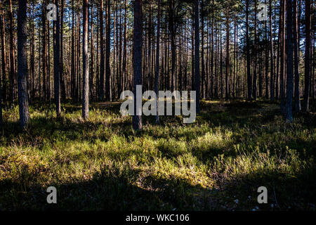 Lettland; Jurmala: Wanderweg in Kemeri Nationalpark, vor allem für seine Wälder, Sümpfe und Torfmoore bekannt. Stockfoto