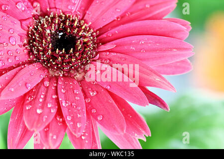 Rosa Gerber Daisy Makro mit Wassertropfen auf die Blütenblätter. Extrem geringe Tiefenschärfe. Stockfoto