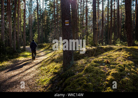 Lettland; Jurmala: Wanderweg in Kemeri Nationalpark, vor allem für seine Wälder, Sümpfe und Torfmoore bekannt. Stockfoto