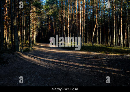 Lettland; Jurmala: Mann auf einem Wanderweg in Kemeri Nationalpark, vor allem für seine Wälder, Sümpfe und Torfmoore bekannt. Stockfoto