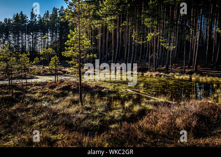 Lettland; Jurmala: Wanderweg in Kemeri Nationalpark, vor allem für seine Wälder, Sümpfe und Torfmoore bekannt. Stockfoto