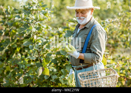 Portrait eines älteren gut gekleideten Mann als Gärtner Brombeeren sammeln, auf der wunderschönen Plantage während der sonnigen Abend Stockfoto