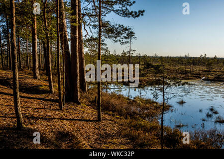 Lettland; Jurmala: Wanderweg in Kemeri Nationalpark, vor allem für seine Wälder, Sümpfe und Torfmoore bekannt. Stockfoto