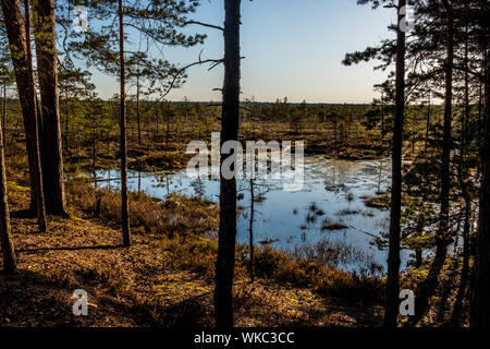 Lettland; Jurmala: Wanderweg in Kemeri Nationalpark, vor allem für seine Wälder, Sümpfe und Torfmoore bekannt. Stockfoto