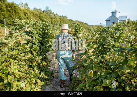 Senior Gärtner Brombeeren sammeln, auf der wunderschönen Plantage während der sonnigen Abend, zu Fuß zurück. Konzept einer kleinen Garten- und Beeren Stockfoto