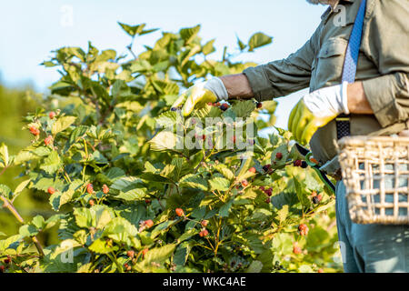 Gärtner Brombeeren sammeln, auf der wunderschönen Plantage während der sonnigen Abend. Konzept einer kleinen Garten- und Beeren Stockfoto