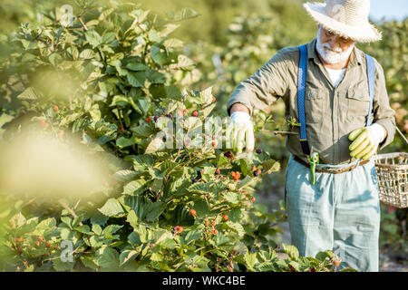 Senior gut gekleideten Mann als Gärtner Brombeeren sammeln, auf der wunderschönen Plantage während der sonnigen Abend. Konzept einer kleinen Garten- und Beeren Stockfoto