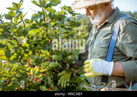 Senior gut gekleideten Mann als Gärtner Brombeeren sammeln, auf der wunderschönen Plantage während der sonnigen Abend. Konzept einer kleinen Garten- und Beeren Stockfoto