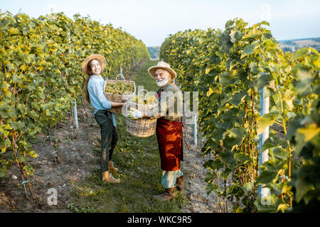 Portrait eines älteren Mannes mit junge Frau mit Körben voller frisch abgeholt Wein Trauben im Weinberg. Family Business Konzept Stockfoto
