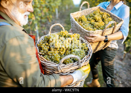 Älterer Mann mit junge Frau die Körbe voller frisch abgeholt Wein Trauben im Weinberg, der Ernte für frisches Erntegut an einem sonnigen Abend. close-up Stockfoto