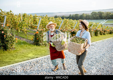 Älterer Mann mit junge Frau die Körbe voller frisch abgeholt Wein Trauben im Weinberg, der Ernte für frisches Erntegut. Family Business Konzept Stockfoto