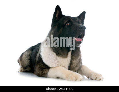 American Akita vor weißem Hintergrund Stockfoto