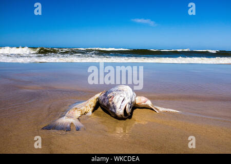 Uruguay: Uruguay, La Floresta, kleine Stadt und Badeort an der Costa de Oro (Goldene Küste). Tote Fische auf dem Sand angeschwemmt. Stockfoto