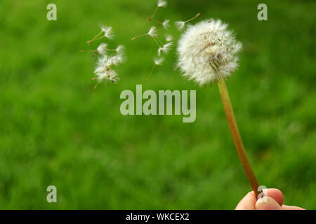 Hand mit weißen Löwenzahn Blume mit vielen winzigen flauschigen Samen in den Wind gegen Verschwommene grüne Gras Feld Stockfoto