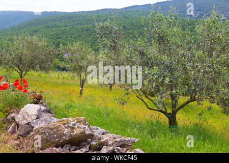 Bereich der Mohn Blumen Papaver Rhoeas und Olivenbäumen im Frühjahr. Stockfoto
