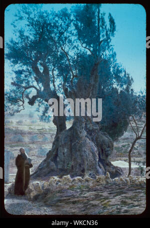 Jerusalem. Baum der Todesangst im Garten Gethsemane. Markus 14:32-42 Stockfoto