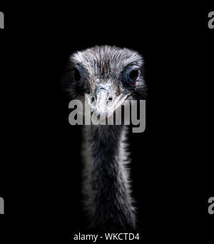 Austrich Köpfe vor einem schwarzen Hintergrund mit scharfen Auge und Schnabel Stockfoto