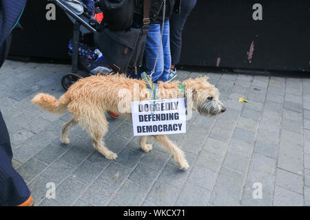 Westminster London, UK. 4. Ein Demonstrator geht ein Hund mit einem Schild bei einem Protest vor den Toren des Parlaments in London. Der britische Premierminister Boris Johnson hat durch eine große Niederlage im Parlament wie Defiant opposition Gesetzgeber versucht, Boris Johnson von der Verfolgung einer "nicht-Deal' Ausscheiden aus der Europäischen Union Am 31. Oktober Credit: Amer ghazzal/Alamy Leben Nachrichten zu Bar geschwächt worden Stockfoto